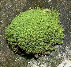 Attēlu rezultāti vaicājumam “Tortella tortuosa”