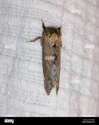 Attēlu rezultāti vaicājumam “Odontosia carmelita”