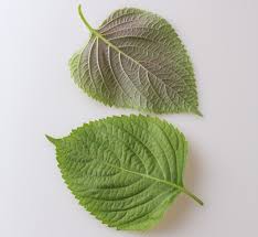 Image result for 깱깲깳깴깵깶깷깺깾깿꺀꺁꺂꺃꺆꺇꺈꺉꺊꺋꺍꺎꺏꺐