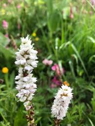 Attēlu rezultāti vaicājumam “Bistorta vivipara flower”