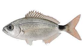 Image result for Oblada melanurus