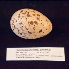 Attēlu rezultāti vaicājumam “Chlidonias niger eggs”