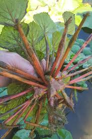 Attēlu rezultāti vaicājumam “Trapaceae”