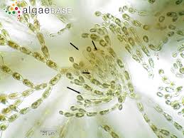 Attēlu rezultāti vaicājumam “Batrachospermum moniliforme”