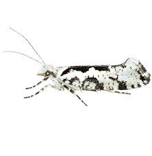 Attēlu rezultāti vaicājumam “Ypsolopha sequella”