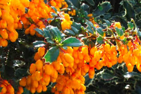 Attēlu rezultāti vaicājumam “Berberidaceae”