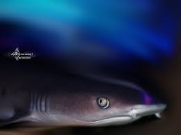 Image result for Triaenodon obesus