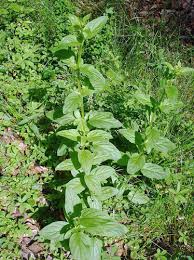 Attēlu rezultāti vaicājumam “Scrophularia umbrosa flower”