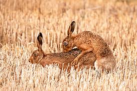 Attēlu rezultāti vaicājumam “Lepus europaeus adult”
