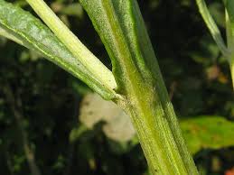 Attēlu rezultāti vaicājumam “Jacobaea paludosa”