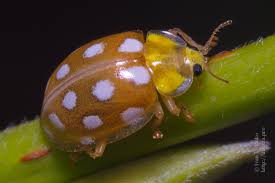 Attēlu rezultāti vaicājumam “Halyzia sedecimguttata”