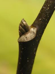 Attēlu rezultāti vaicājumam “Cladrastis kentukea leaf”