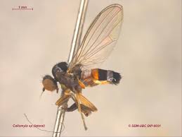 Attēlu rezultāti vaicājumam “Platypezidae”