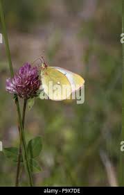 Attēlu rezultāti vaicājumam “Colias palaeno male”