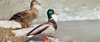 Attēlu rezultāti vaicājumam “Anas platyrhynchos eggs”