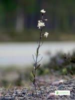 Attēlu rezultāti vaicājumam “Silene tatarica flower”