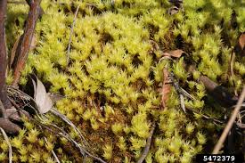 Attēlu rezultāti vaicājumam “Aulacomnium”