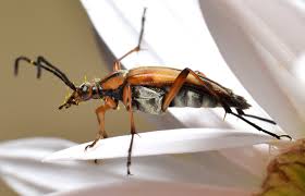 Attēlu rezultāti vaicājumam “Anastrangalia sanguinolenta female”