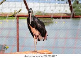 Attēlu rezultāti vaicājumam “Ciconia nigra adult”