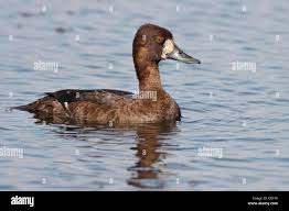 Image result for Aythya affinis