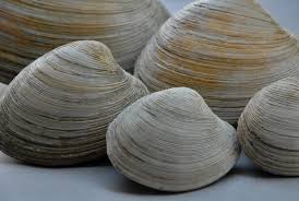 Image result for Clams