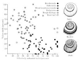 Attēlu rezultāti vaicājumam “Cepaea nemoralis”