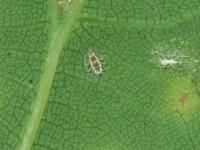 Attēlu rezultāti vaicājumam “Coniopterygidae”