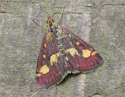 Attēlu rezultāti vaicājumam “Pyrausta purpuralis”