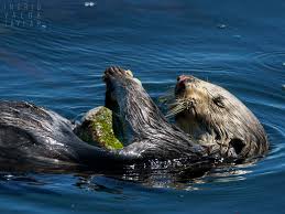 Image result for Eltham Otters