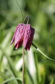 Attēlu rezultāti vaicājumam “Meleagris”