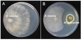 Attēlu rezultāti vaicājumam “Trichia botrytis var. cerifera spores”