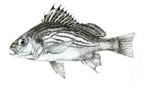 Image result for Pomadasys commersonnii