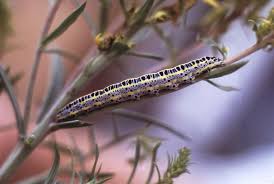 Attēlu rezultāti vaicājumam “Calophasia lunula”