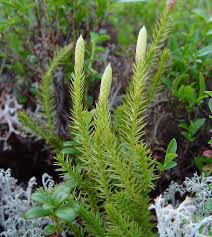 Attēlu rezultāti vaicājumam “Mnium lycopodioides”