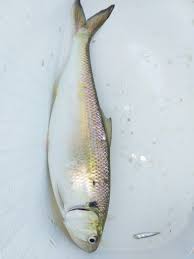 Image result for Alosa fallax