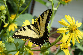 Attēlu rezultāti vaicājumam “Papilionidae”
