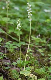 Attēlu rezultāti vaicājumam “Pyrola minor leaf”
