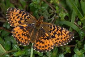 Attēlu rezultāti vaicājumam “Boloria titania underside”