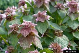 Attēlu rezultāti vaicājumam “Cribraria violacea stalked”