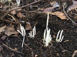 Attēlu rezultāti vaicājumam “Clavaria straminea”