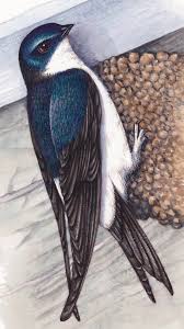 Attēlu rezultāti vaicājumam “Delichon urbicum”