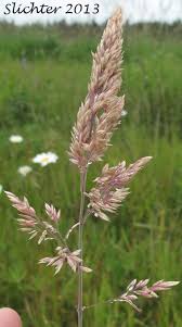Attēlu rezultāti vaicājumam “Holcus lanatus”