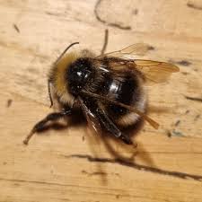 Attēlu rezultāti vaicājumam “Psithyrus sylvestris”