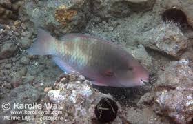 Image result for Chlorurus perspicillatus