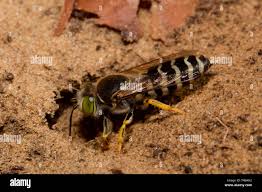 Attēlu rezultāti vaicājumam “Bembix rostrata”
