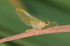 Attēlu rezultāti vaicājumam “Heptagenia sulphurea female”