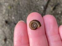 Attēlu rezultāti vaicājumam “Planorbis planorbis”