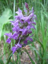 Attēlu rezultāti vaicājumam “Dactylorhiza majalis subsp. baltica leaf”
