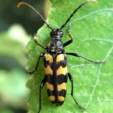 Attēlu rezultāti vaicājumam “Leptura annularis”