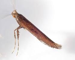 Attēlu rezultāti vaicājumam “Caloptilia hemidactylella”